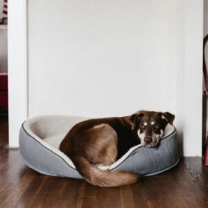 Formación online - Curso específico en ansiedad por separación