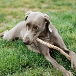 Formación online - Guía sobre etología canina