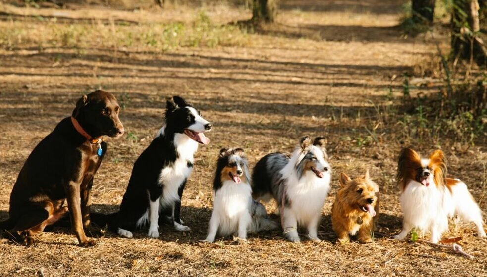 Formación online - Guía sobre razas caninas